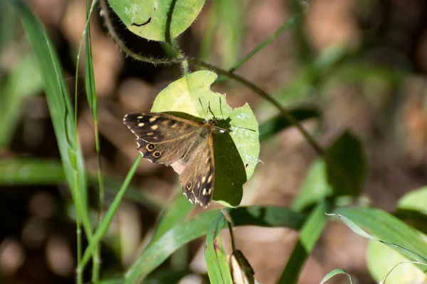 Farfalla di legno maculato (Pararge aegeria ) — Foto Stock