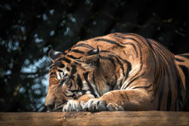 Sibirya Kaplanı (PANTHERA TIGRIS ALTAICA)