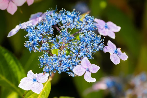 Abeja en una hortensia Lacecap azul — Foto de Stock