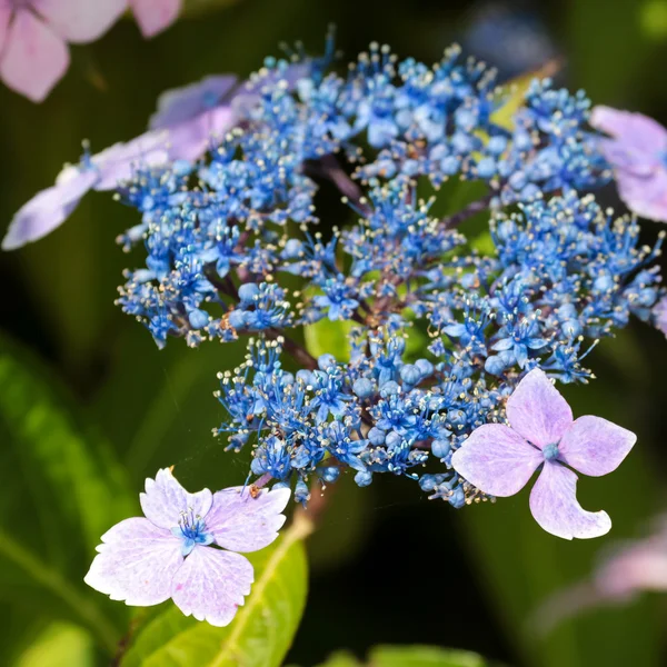 Abeja en una hortensia Lacecap azul — Foto de Stock