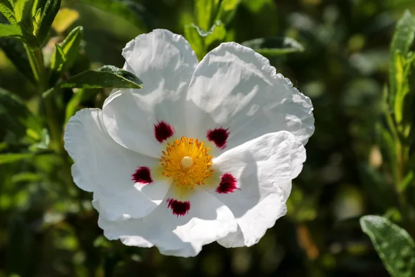 Cistus Lucitanica Decumbens