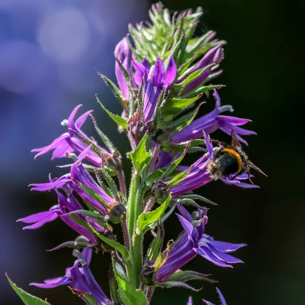 蜂は青いロベリアの給餌 — ストック写真