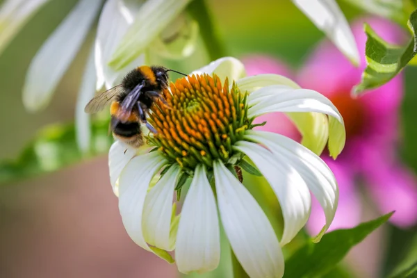 Pszczoła na jeżówce — Zdjęcie stockowe
