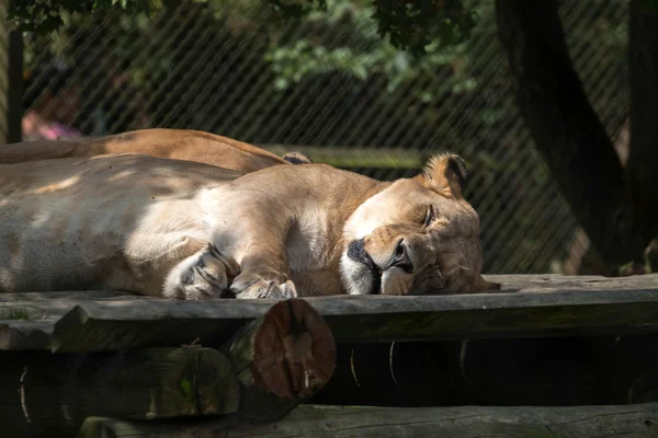 Barbary Lion (Panthera leo leo) — Stock Photo, Image