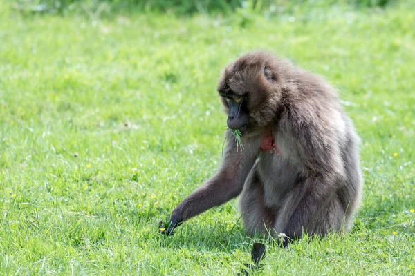 Gelada babian (theropithecus gelada) — Stockfoto