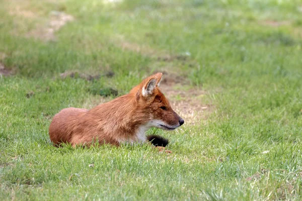 Dhole (Cuon alpinus) также называют азиатской дикой собакой или индийцем — стоковое фото