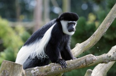 siyah ve beyaz colobus (colubus)