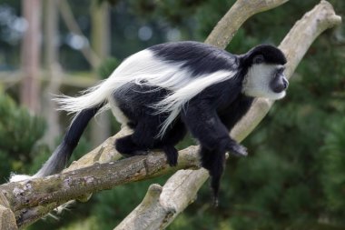 siyah ve beyaz colobus (colubus)
