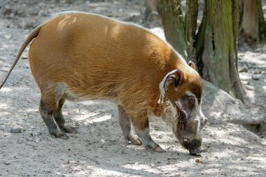 Kızıl nehir domuzu (Potamochoerus porcus)