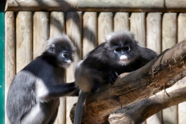 gölgeli langur (trachypithecus burnu)