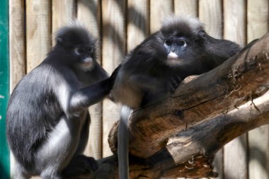 gölgeli langur (trachypithecus burnu)