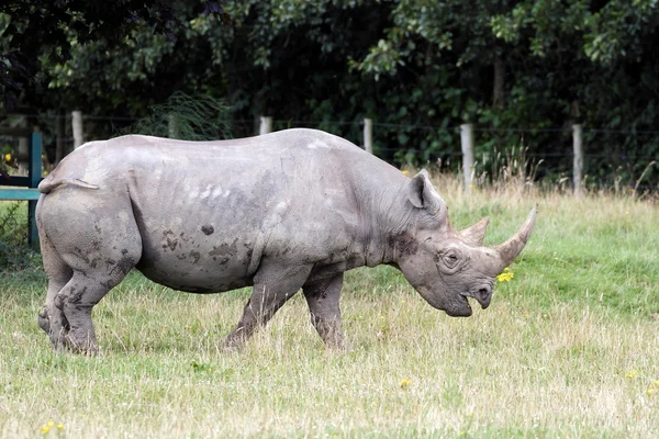 Black Rhinoceros or Hook-lipped Rhinoceros (Diceros bicornis) — Stock Photo, Image