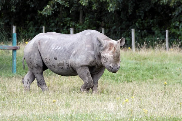 Rinoceronte-preto ou rinoceronte-de-barbatana (Diceros bicornis) — Fotografia de Stock