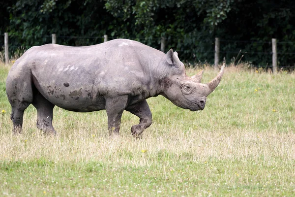 Black Rhinoceros or Hook-lipped Rhinoceros (Diceros bicornis) — Stock Photo, Image