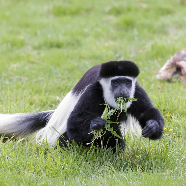 Schwarz-weißer Kolobus (colubus)) — Stockfoto