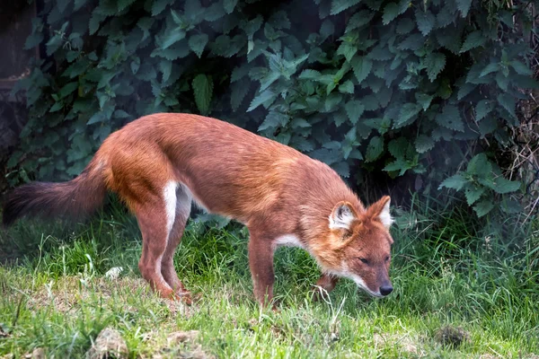 Dhole (Cuon alpinus) também chamado de cão selvagem asiático ou indiano — Fotografia de Stock