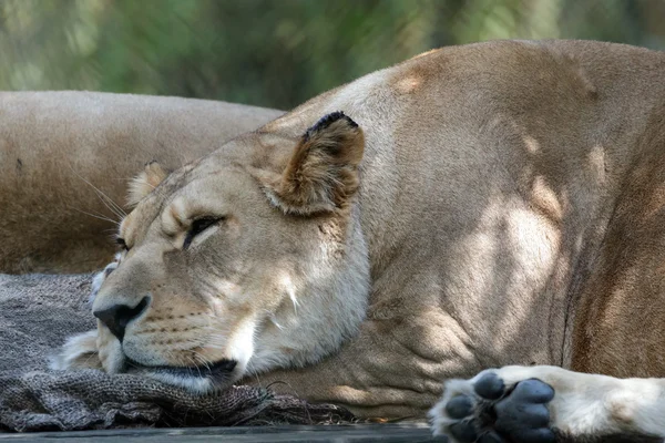 Barbary Lion (Panthera leo leo) — Stock Photo, Image