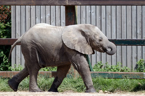 Elefante africano (Loxodonta ) — Fotografia de Stock