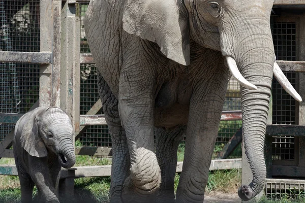 African Elephant (Loxodonta) — Stock Photo, Image