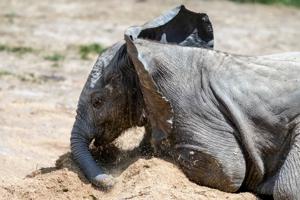 Afrika fili (loxodonta) — Stok fotoğraf