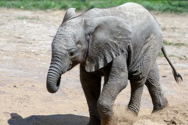 Elefante africano (Loxodonta ) —  Fotos de Stock