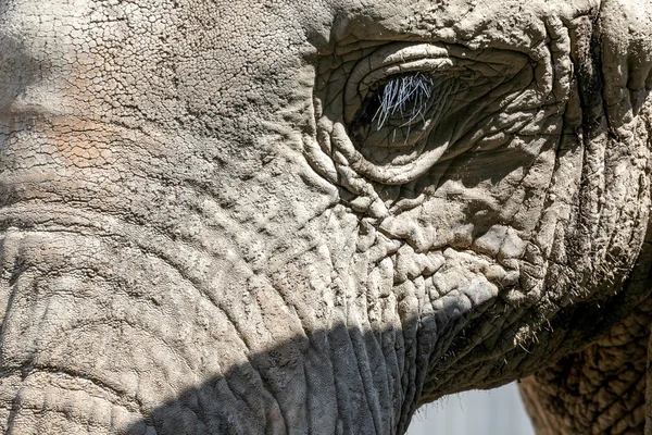 Elefante africano (Loxodonta ) — Fotografia de Stock