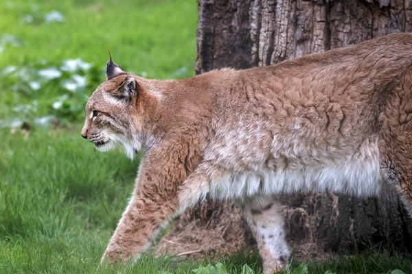 Norra lynx (felis lynx lynx) — Stockfoto