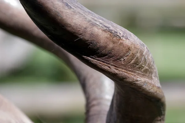 Gran Kudu (Tragelaphus strepsiceros ) — Foto de Stock