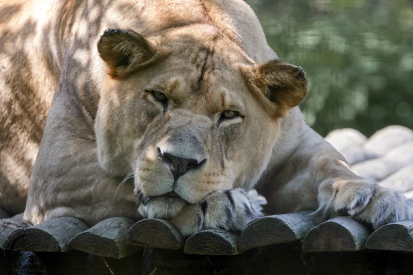 Barbary aslan (Panthera leo leo) — Stok fotoğraf