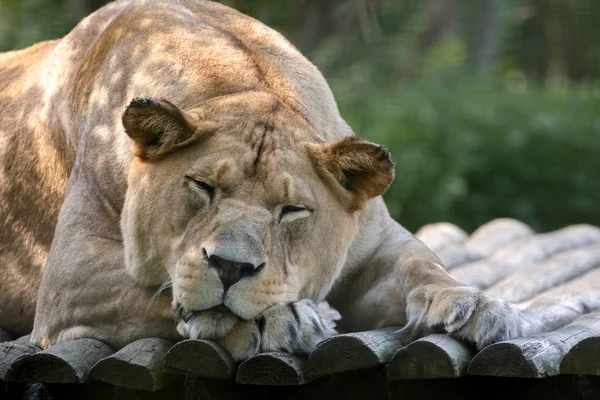 Barbary Lion (Panthera leo leo) — Stock Photo, Image