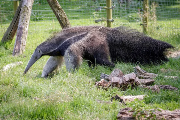 Raksasa Anteater (Myrmecophaga triductyla ) — Stok Foto