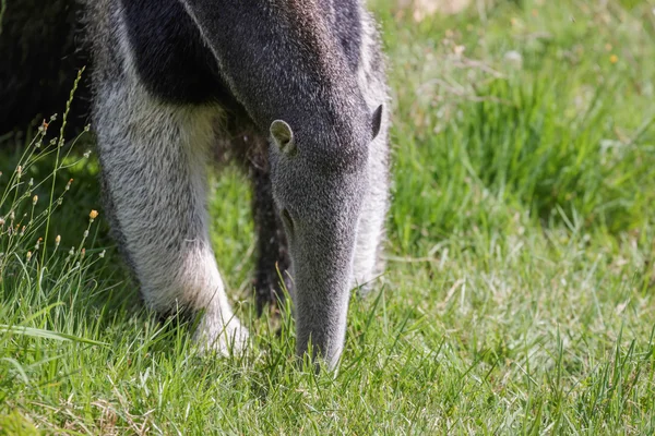 Jätte anteater (myrmecophaga triductyla) — Stockfoto