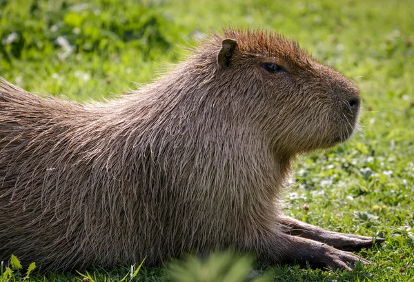 Vízidisznó (Hydrochoerus hydrochaeris) — Stock Fotó