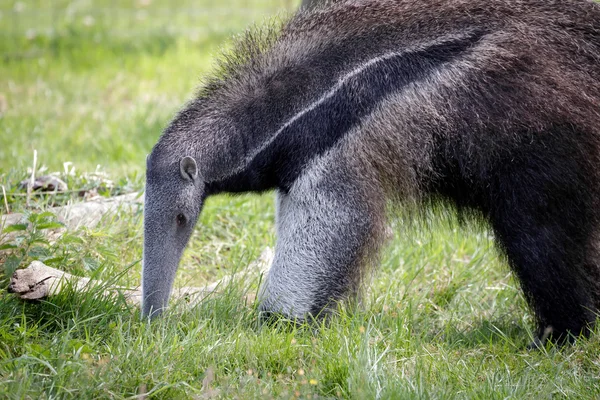 Anteater gigante (Myrmecophaga triductyla ) — Foto de Stock