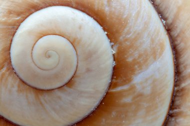 Dev kahverengi salyangoz kabuğunun spiral yapısına yakın çekim