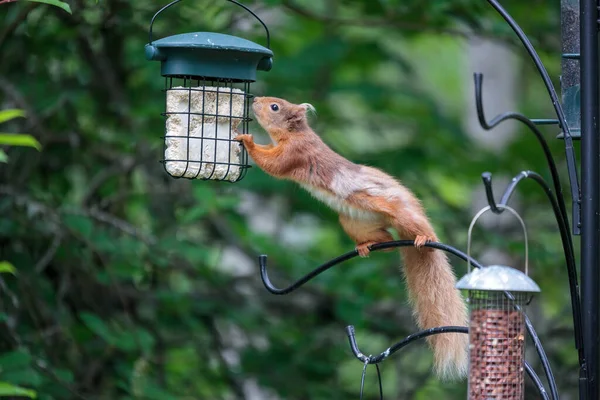 Rotes Eichhörnchen Sciurus Vulgaris Auf Einem Vogelfutterhäuschen — Stockfoto