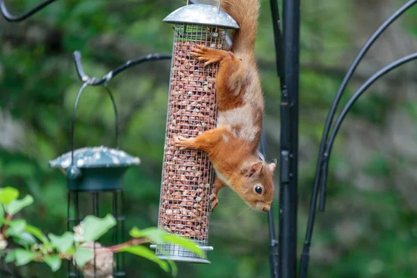 Rotes Eichhörnchen Sciurus Vulgaris Auf Einem Vogelfutterhäuschen — Stockfoto