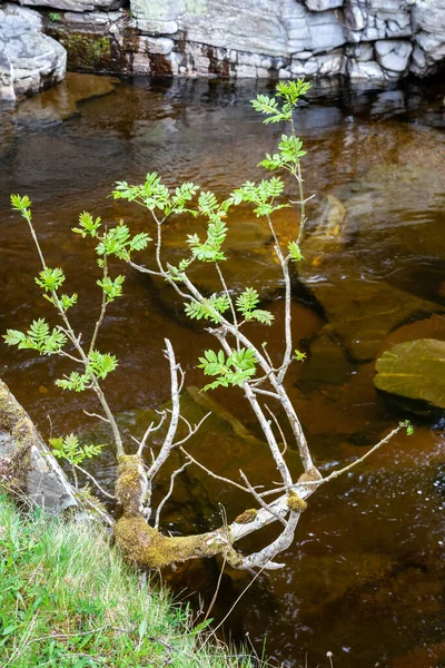 Evropská Rowan Strom Nebo Horský Popel Sorbus Aucuparia Jaře Břehu — Stock fotografie