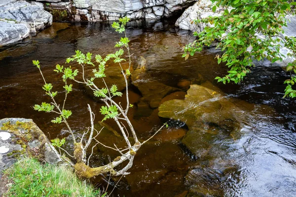 Avrupa Rowan Ağacı Sorbus Aucuparia Tay Nehri Kıyısında Baharda — Stok fotoğraf