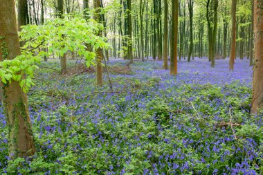 Wepham Ormanında çan çiçekleri