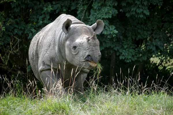 Black Rhinoceros or Hook-lipped Rhinoceros (Diceros bicornis) — Stock Photo, Image