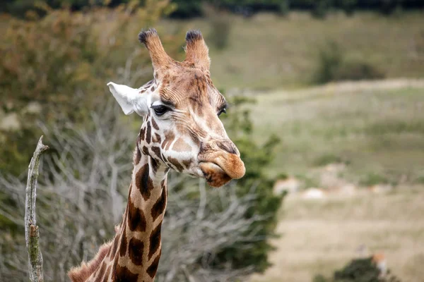 Портрет жирафа ( Giraffa camelopardalis ) — стокове фото