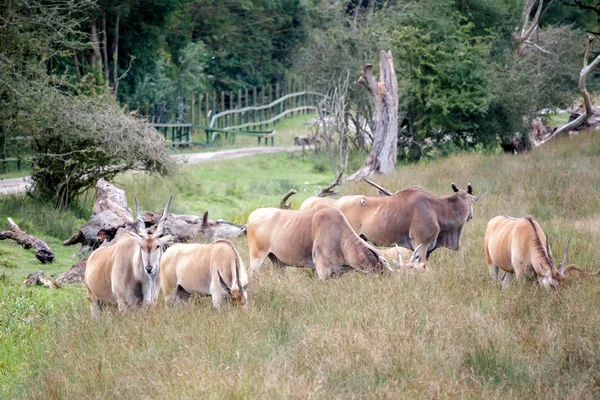 Vanlig Eland (Taurotragus oryx)) — Stockfoto