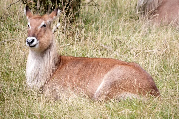 Bouc d'eau Defassa (Kobus ellipsiprymnus ) — Photo