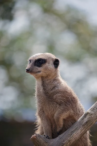 Meerkat eller surikat (Suricata suricatta)) — Stockfoto