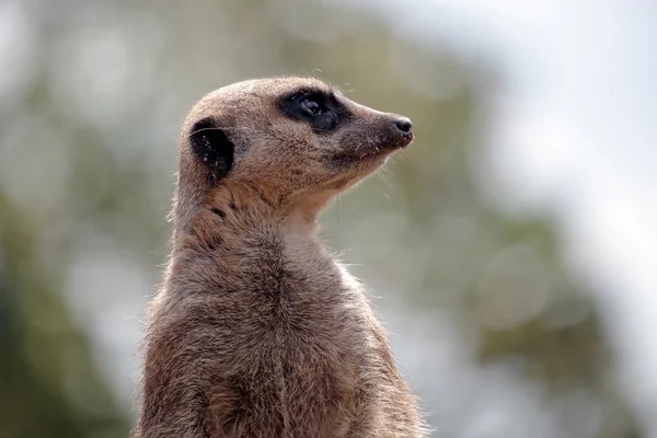 Мясо или суриката (Suricata suricatta)) — стоковое фото