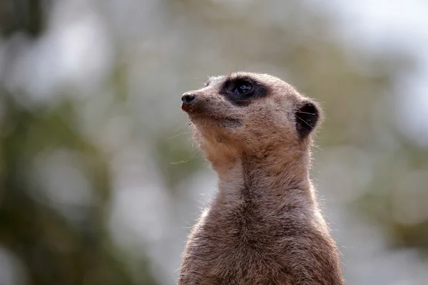 Meerkat ou Suricate (Suricata suricatta) — Photo