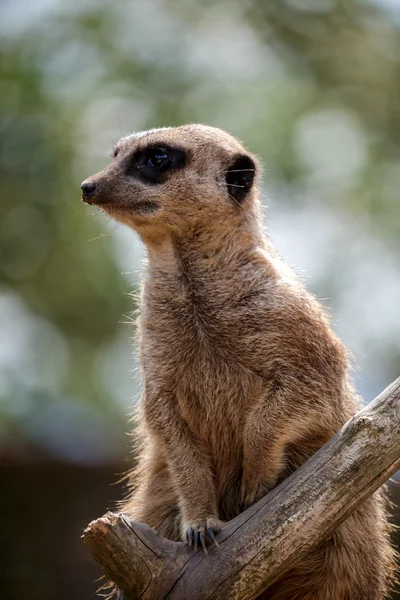 Meerkat ou Suricate (Suricata suricatta) — Photo