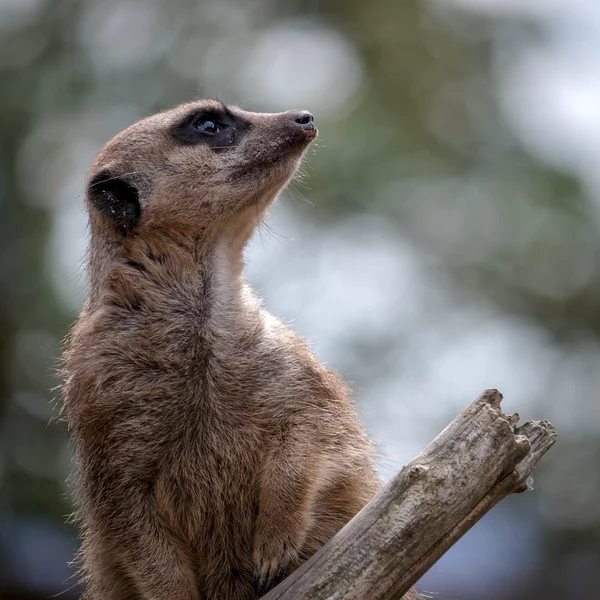 Meerkat或Suricate (Suicata suricatta)) — 图库照片