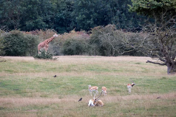 キリンと赤リーチュエ アンティ ブラック バック （antilope cervicapra） — ストック写真